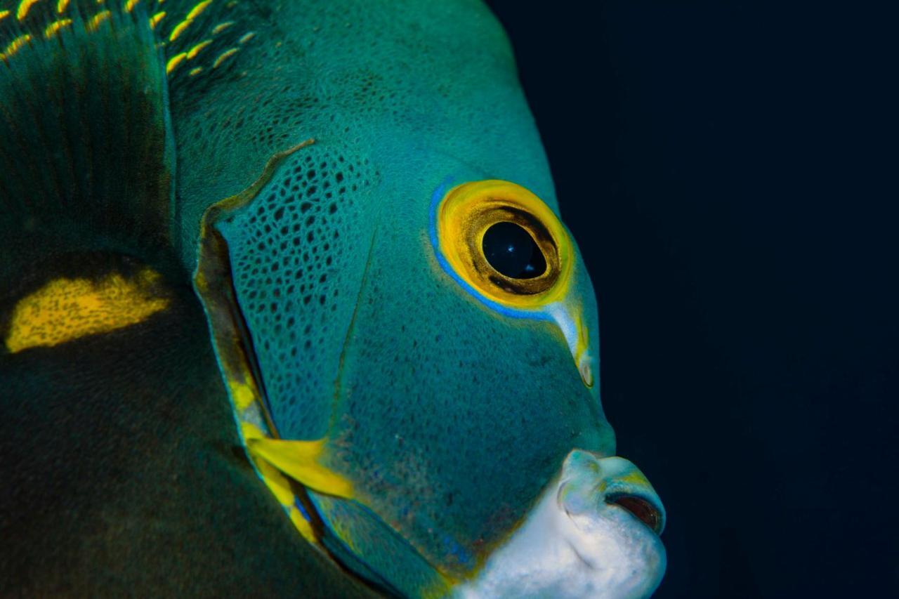 Den Laman - Balloonfish Playa Exterior foto